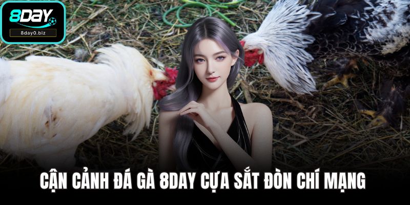 Cận cảnh đá gà 8DAY cựa sắt đòn chí mạng