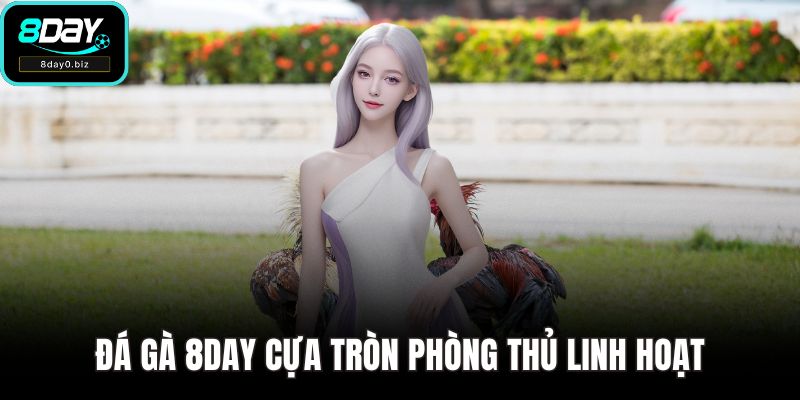Đá gà 8DAY cựa tròn phòng thủ linh hoạt