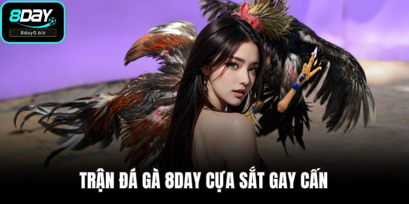 Trận đá gà 8DAY cựa sắt gay cấn